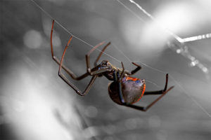 A Black Widow Spider hangs from a web outside a house in Houston, Texas.
